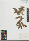 Foto von Salix alba L.